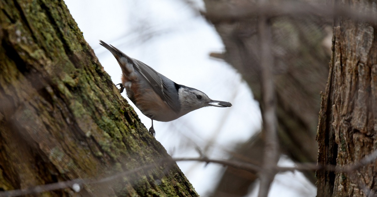 White-breasted Nuthatch - ML615230410