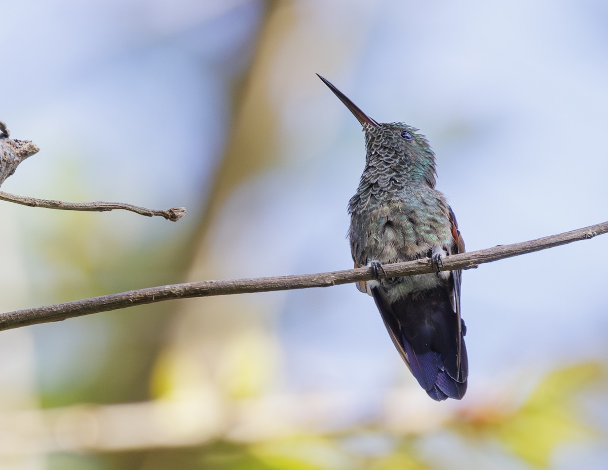 Blue-tailed Hummingbird - ML615230650