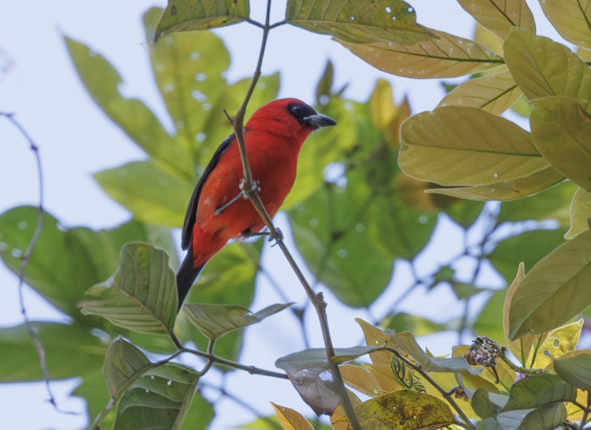White-winged Tanager - ML615230659