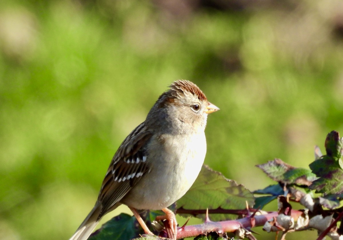 White-crowned Sparrow - ML615230781