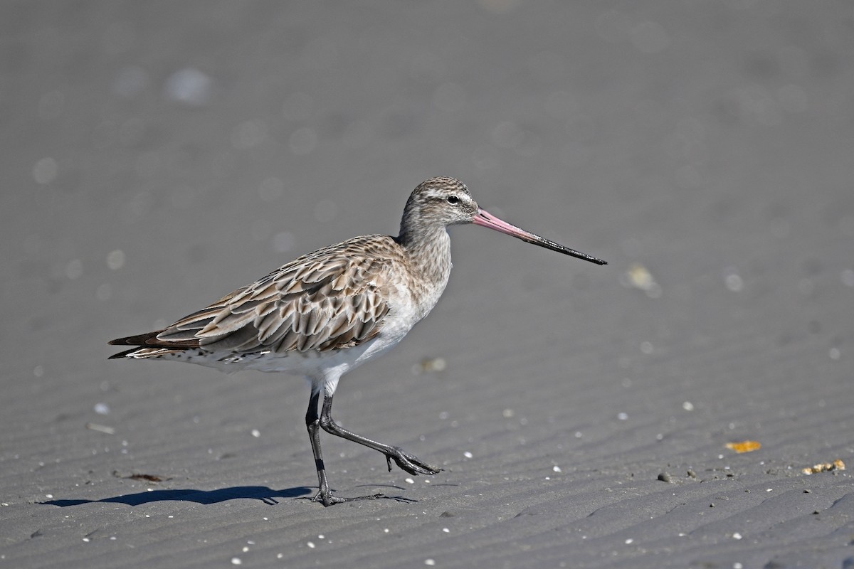 Bar-tailed Godwit - Gary K Froehlich