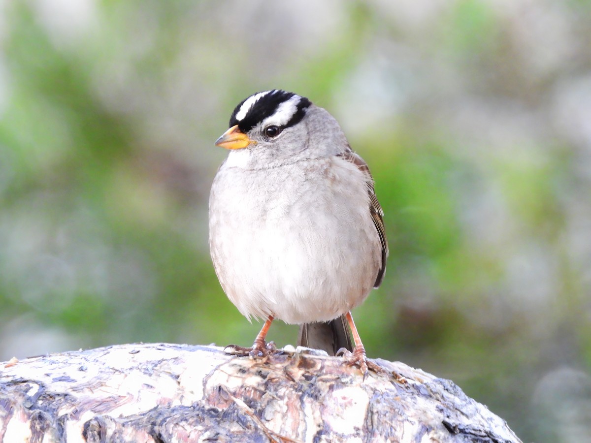 White-crowned Sparrow - ML615231024