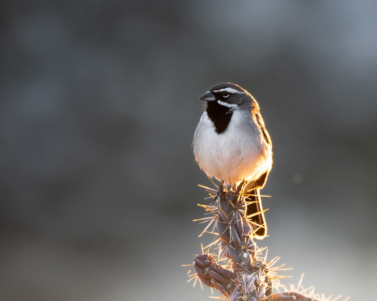 Black-throated Sparrow - ML615231194