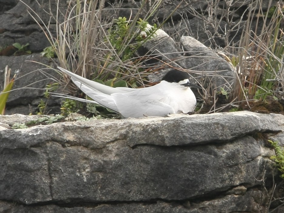 White-fronted Tern - ML615231327