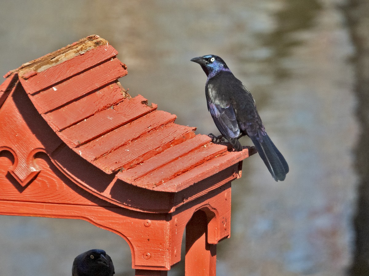 Common Grackle - James R. Hill, III