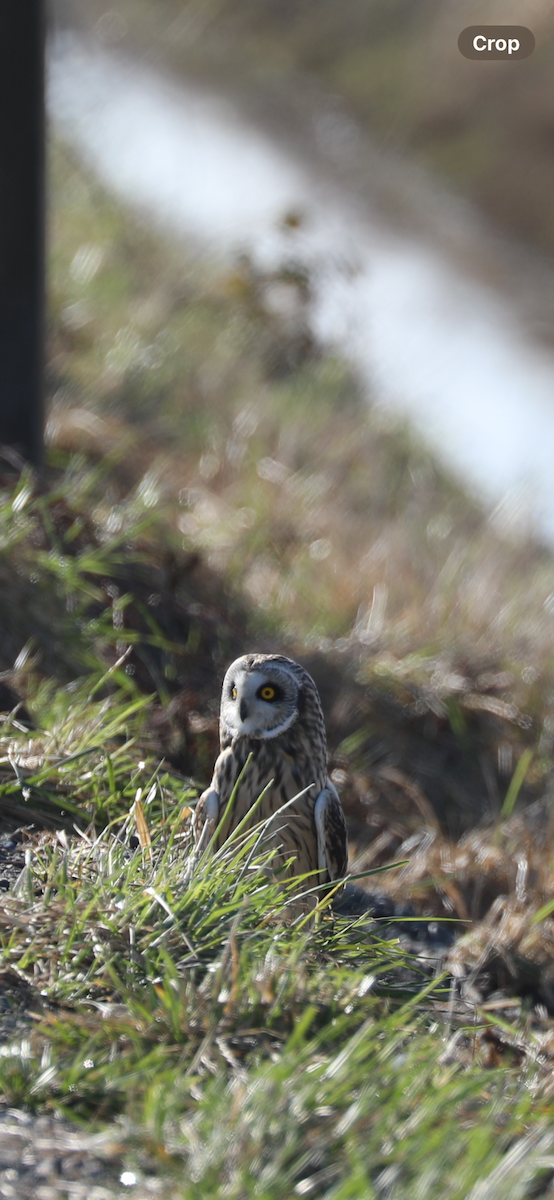 Short-eared Owl - ML615231595