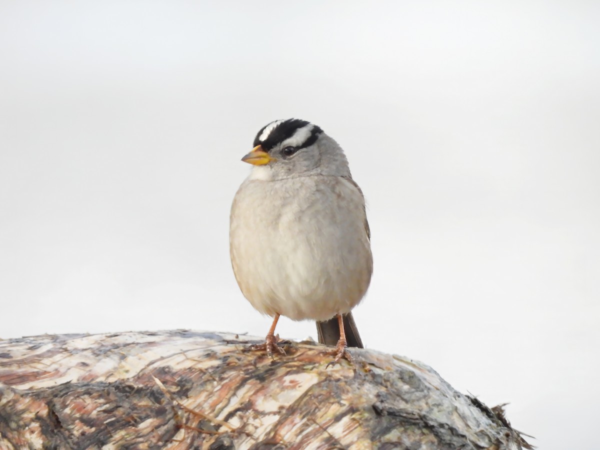 White-crowned Sparrow - ML615231728