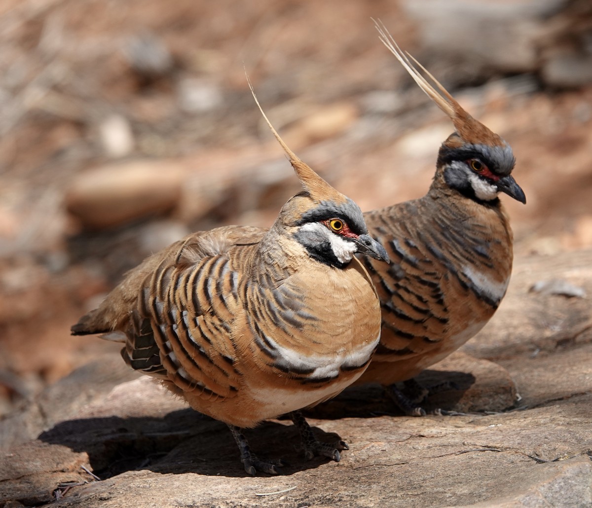Spinifex Pigeon - ML615231751