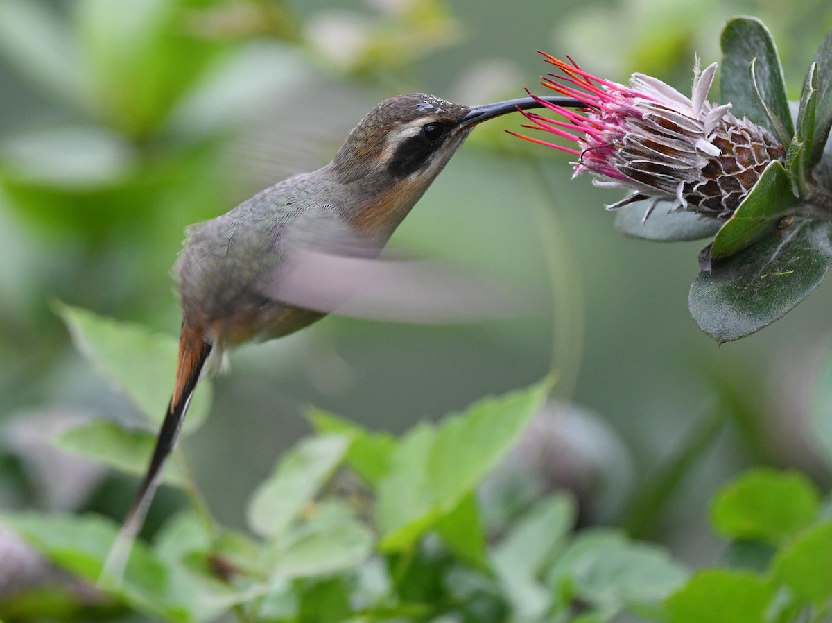 Gray-chinned Hermit (Porculla) - ML615231771