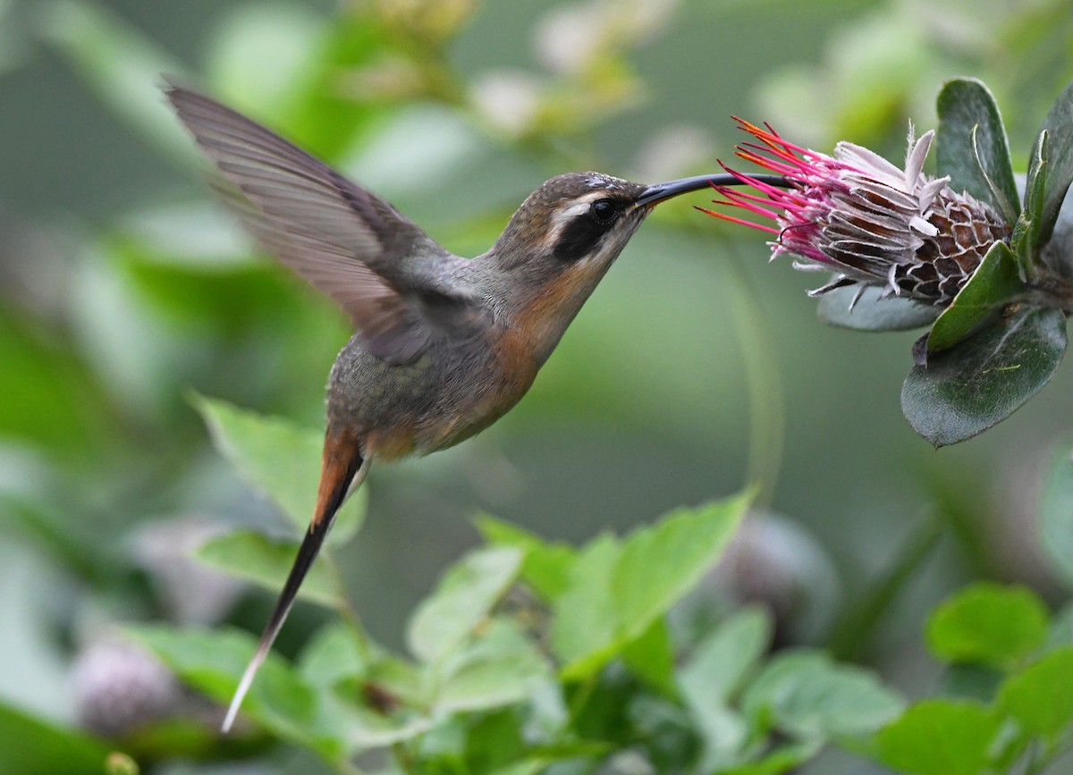 Gray-chinned Hermit (Porculla) - ML615231772