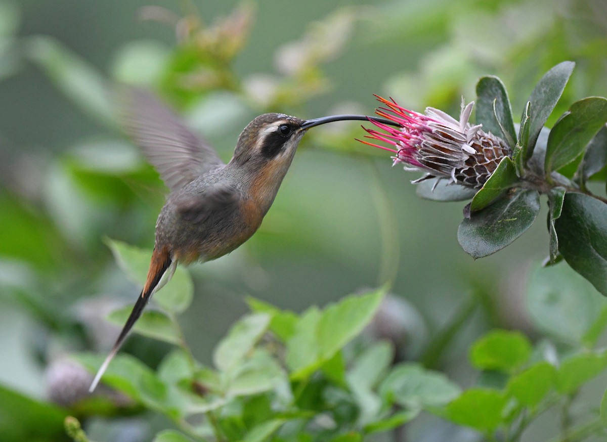 Gray-chinned Hermit (Porculla) - ML615231773