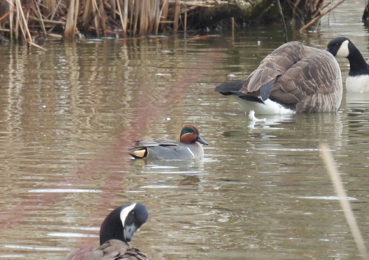 Green-winged Teal - ML615231803