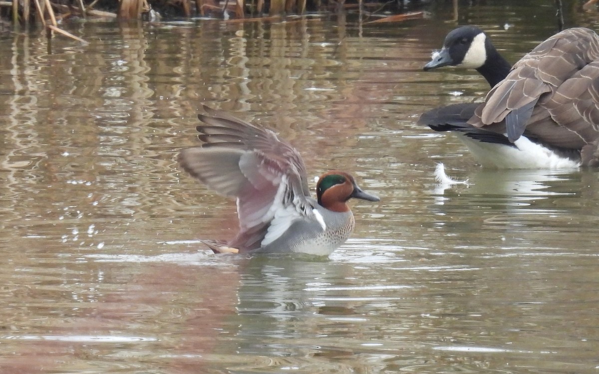Green-winged Teal - ML615231804