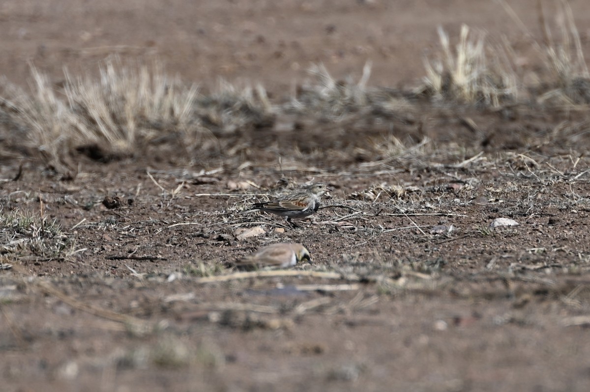 Thick-billed Longspur - ML615231954