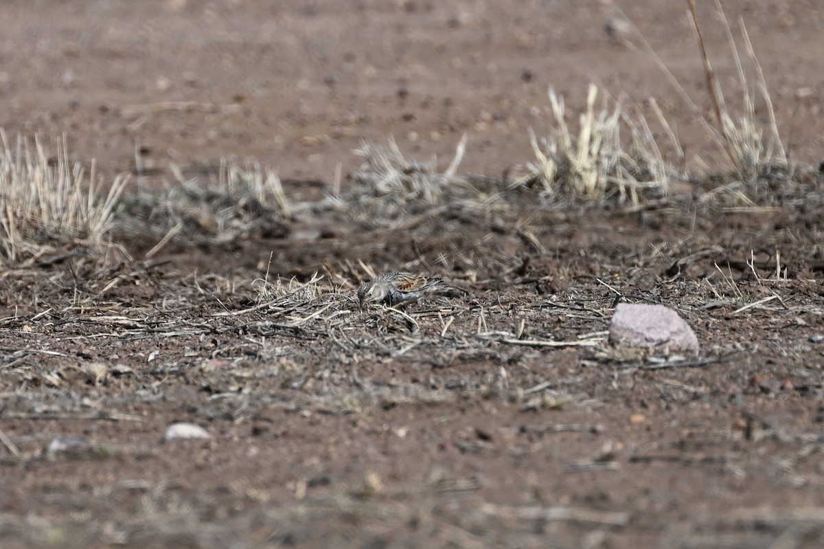 Thick-billed Longspur - ML615231955