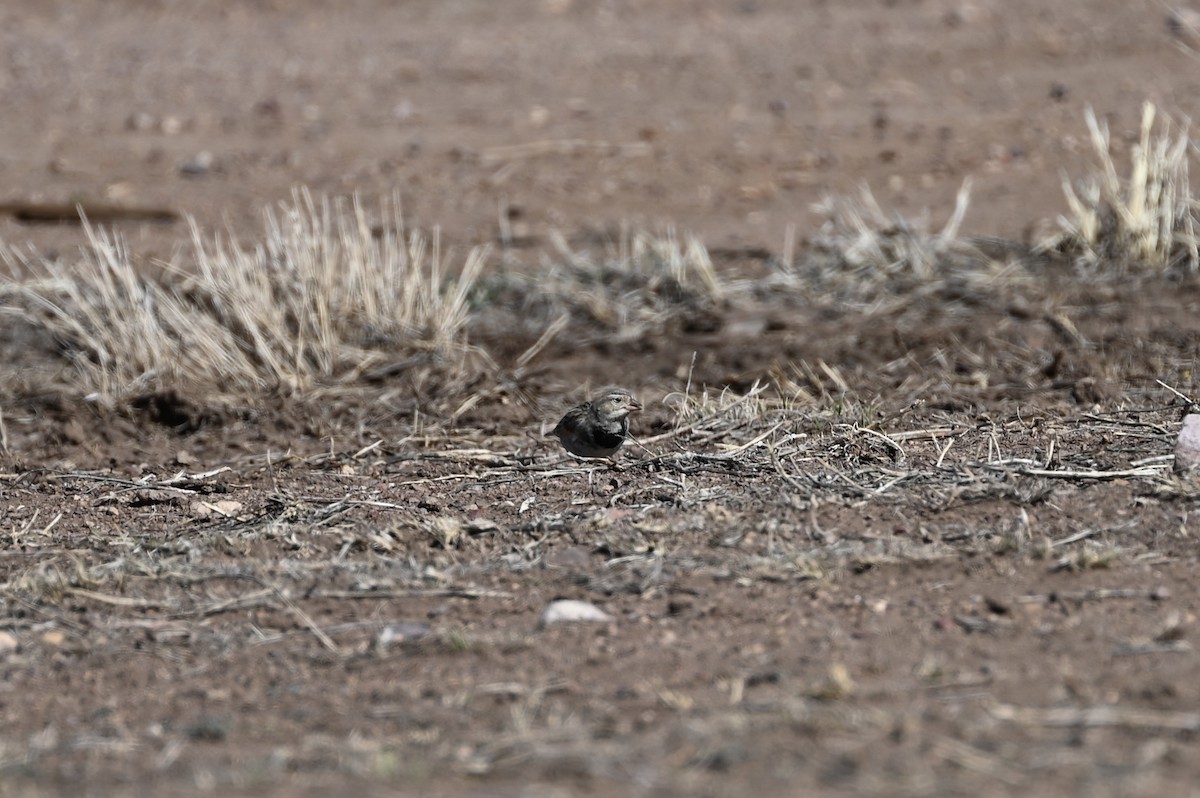 Thick-billed Longspur - ML615231956