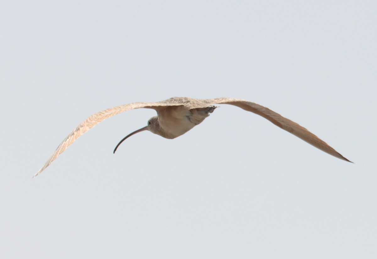 Long-billed Curlew - ML615231968