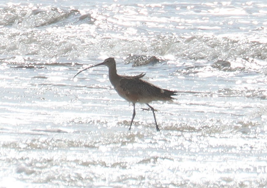 Long-billed Curlew - ML615231971