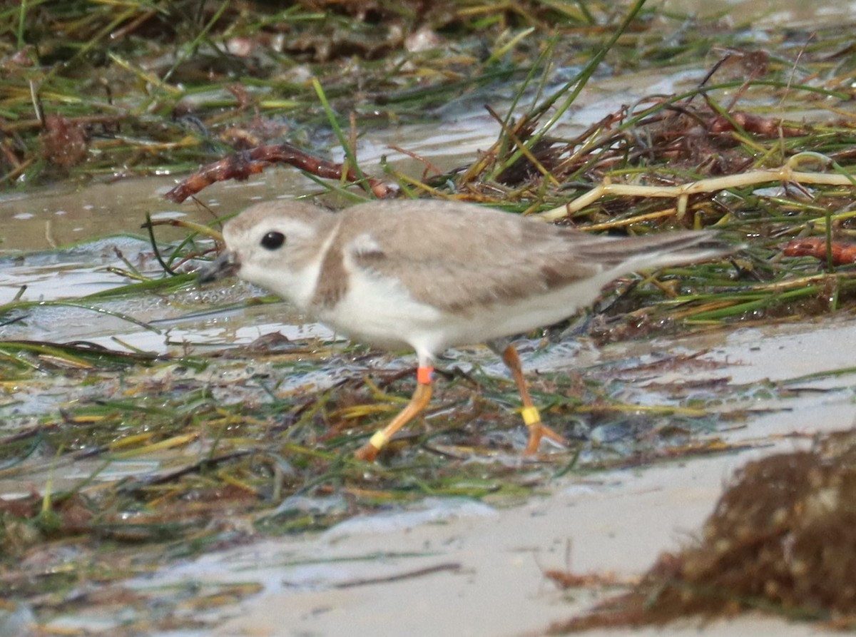 Piping Plover - ML615232056