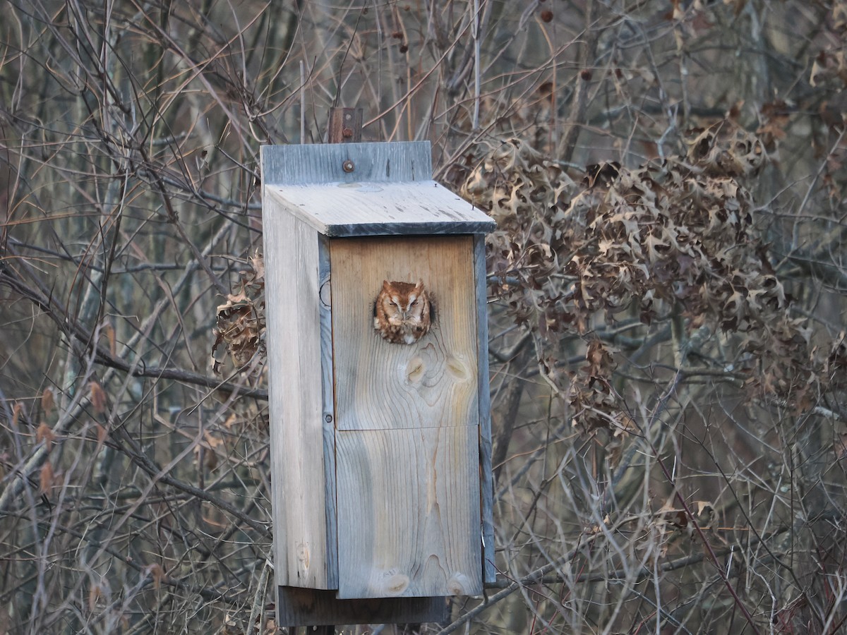 Pennsylvania Bird Atlas Checklist - 23 Feb 2024 - State Game Lands 420 ...