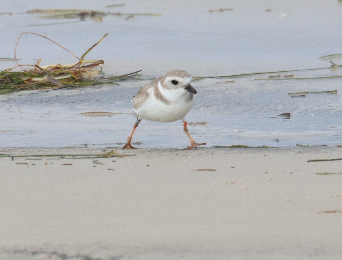 Piping Plover - ML615232078