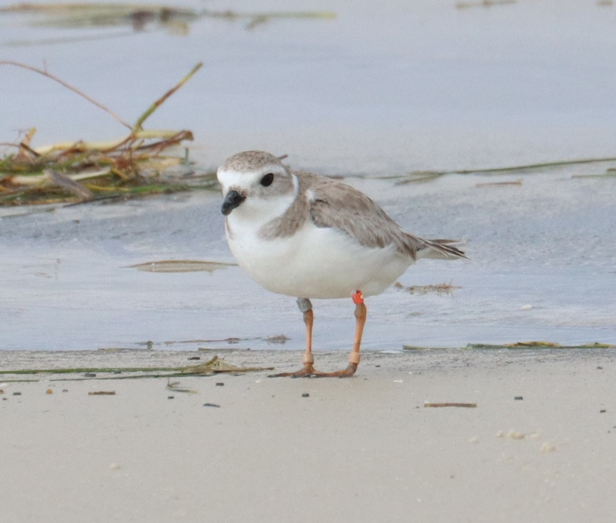 Piping Plover - ML615232081