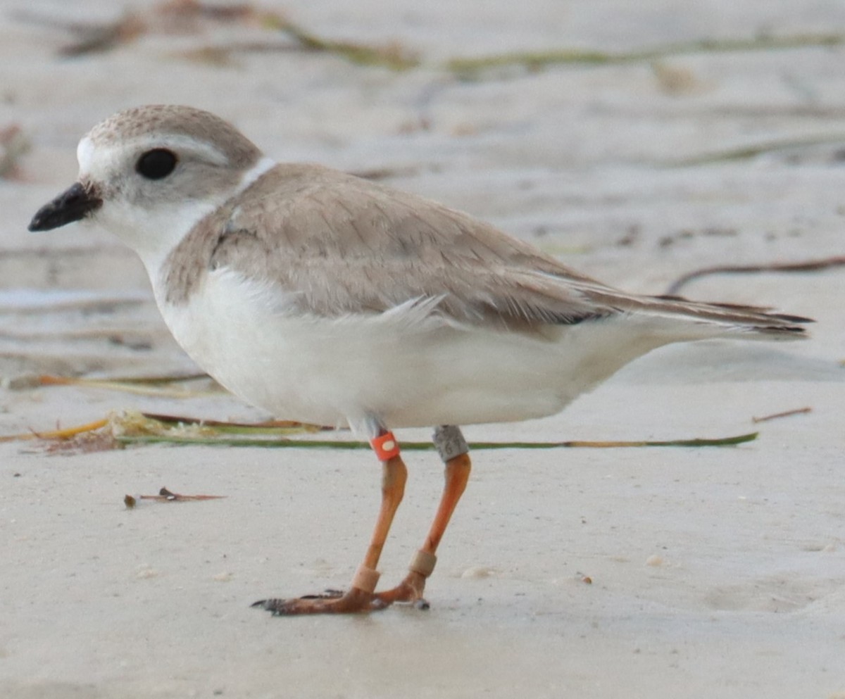 Piping Plover - ML615232096