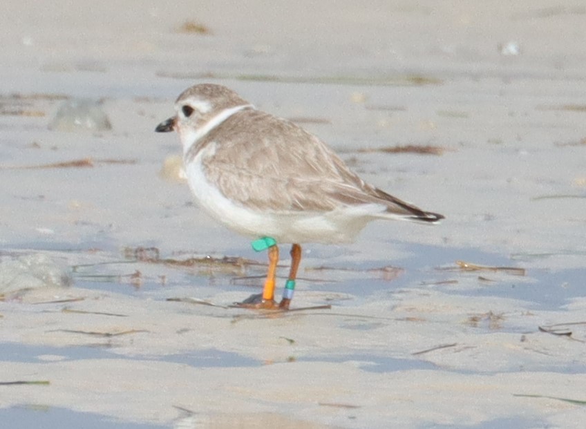 Piping Plover - ML615232102