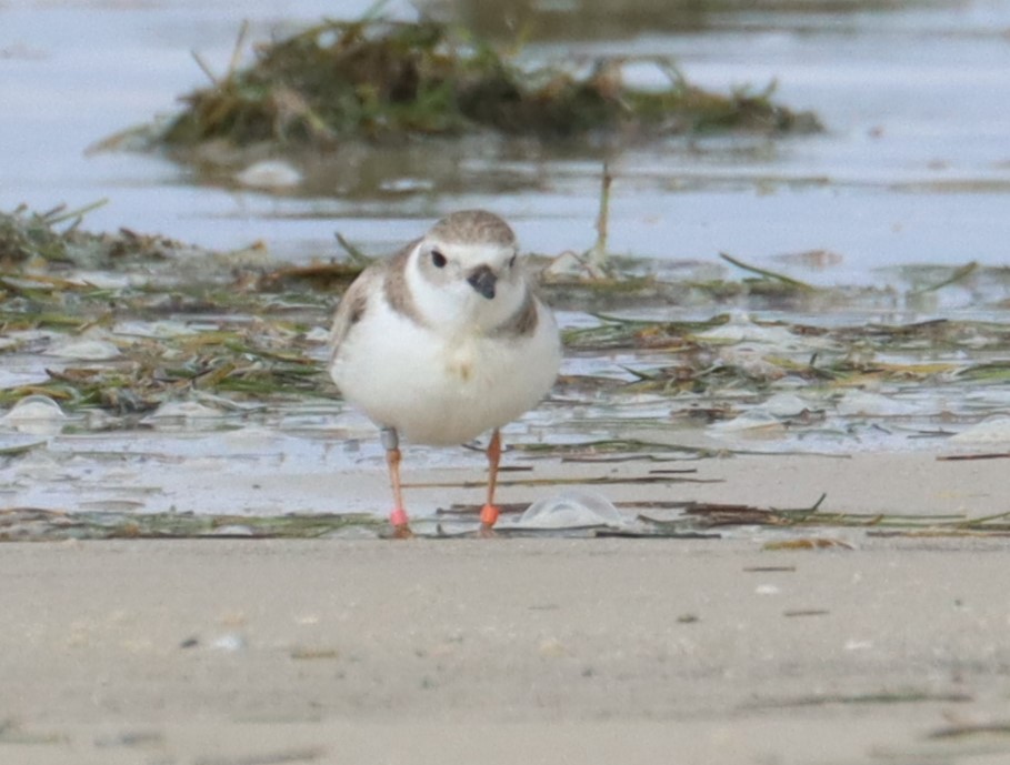 Piping Plover - ML615232108