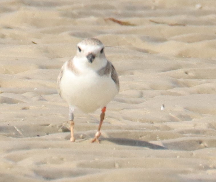 Piping Plover - ML615232118
