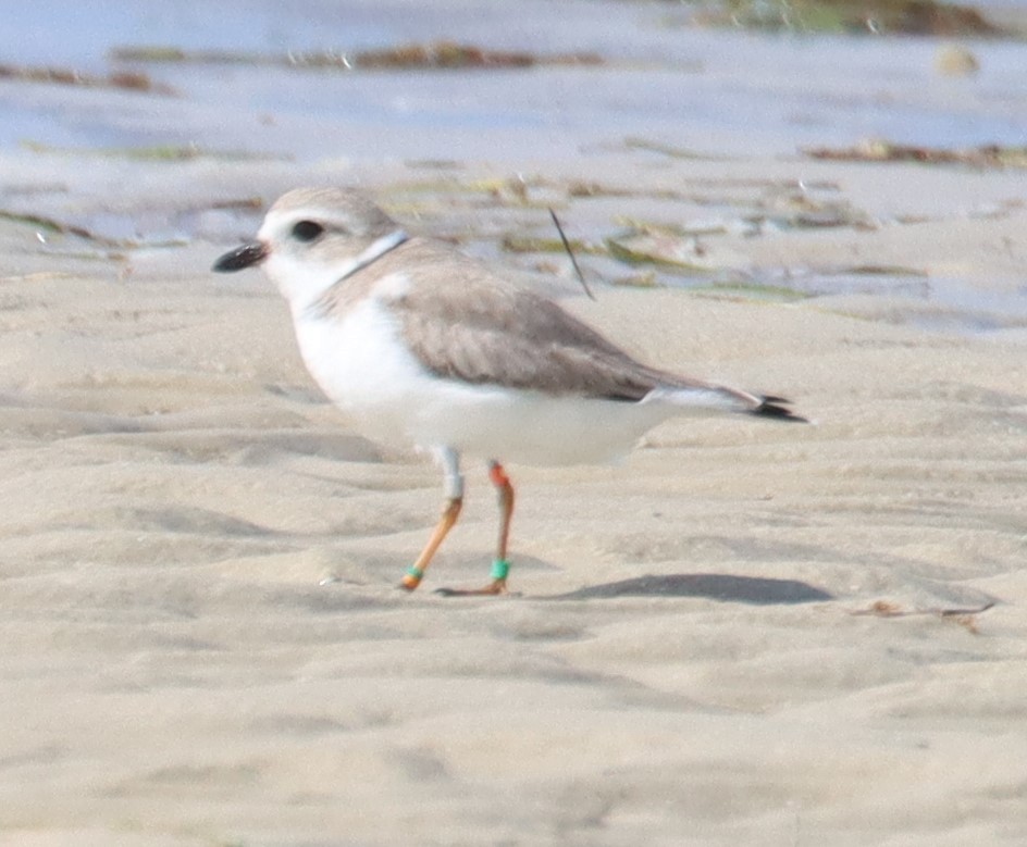 Piping Plover - ML615232123