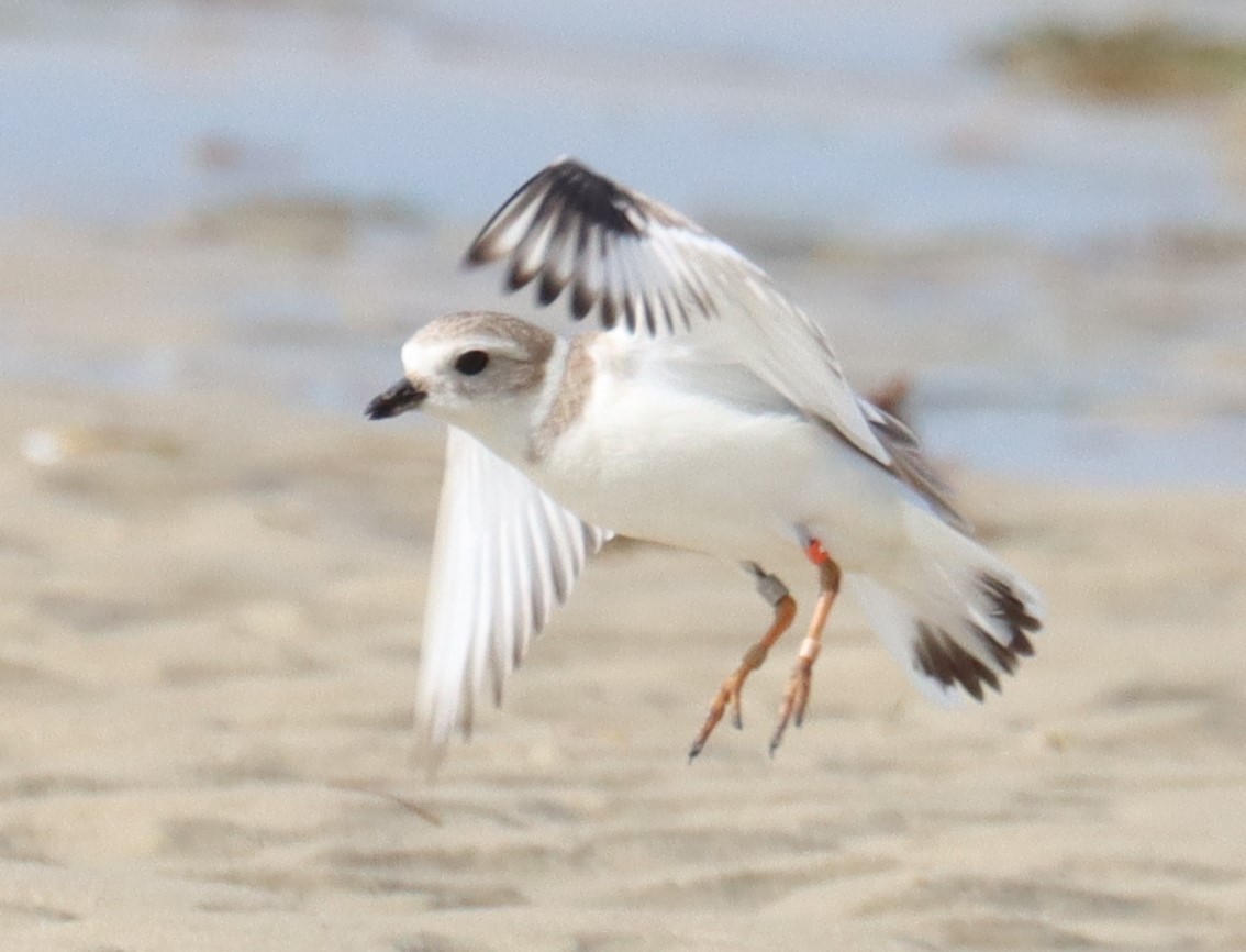 Piping Plover - ML615232126