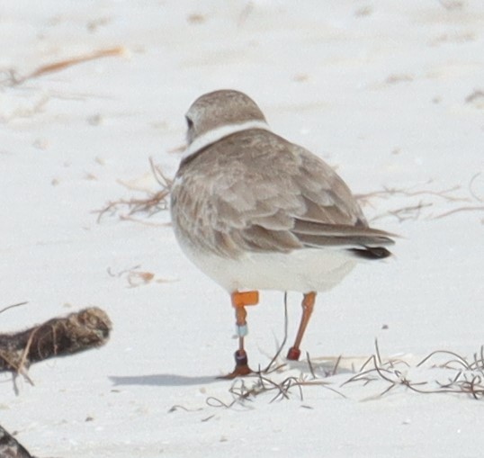 Piping Plover - ML615232151