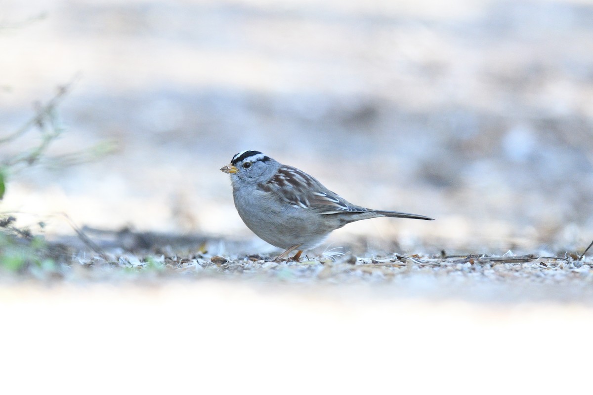 White-crowned Sparrow - ML615232184
