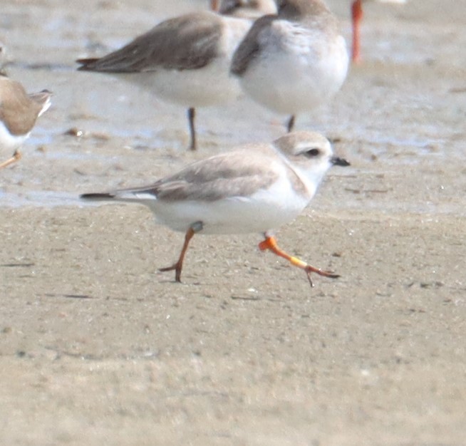 Piping Plover - ML615232456