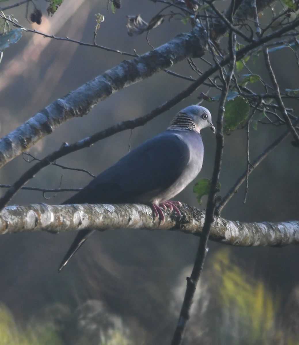 Ashy Wood-Pigeon - ML615232518