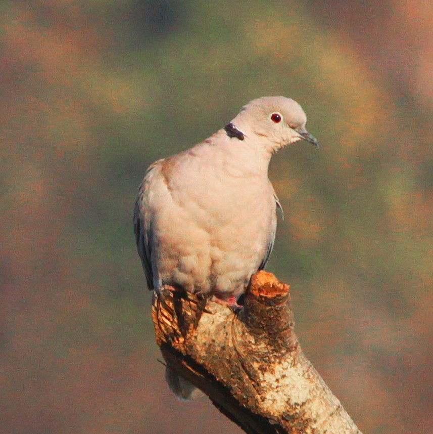 Eurasian Collared-Dove - ML615232705