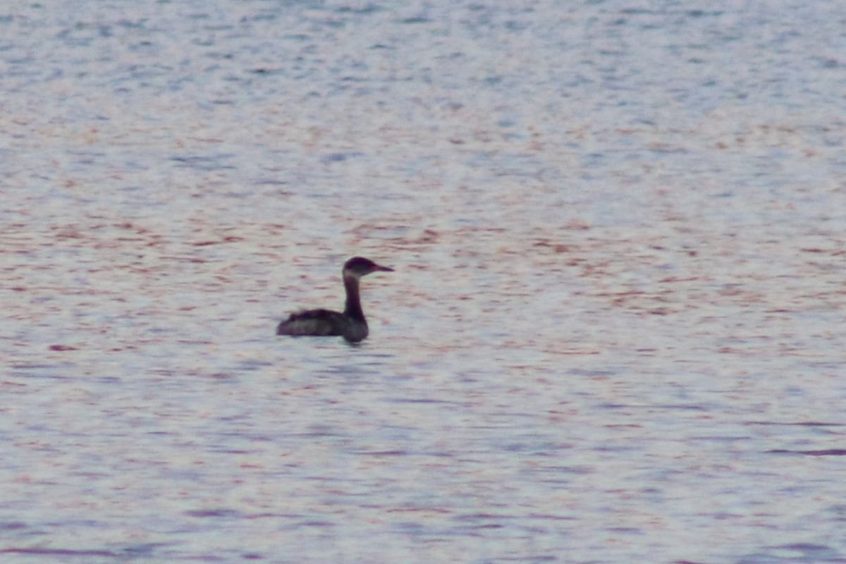 Red-necked Grebe - ML615232730