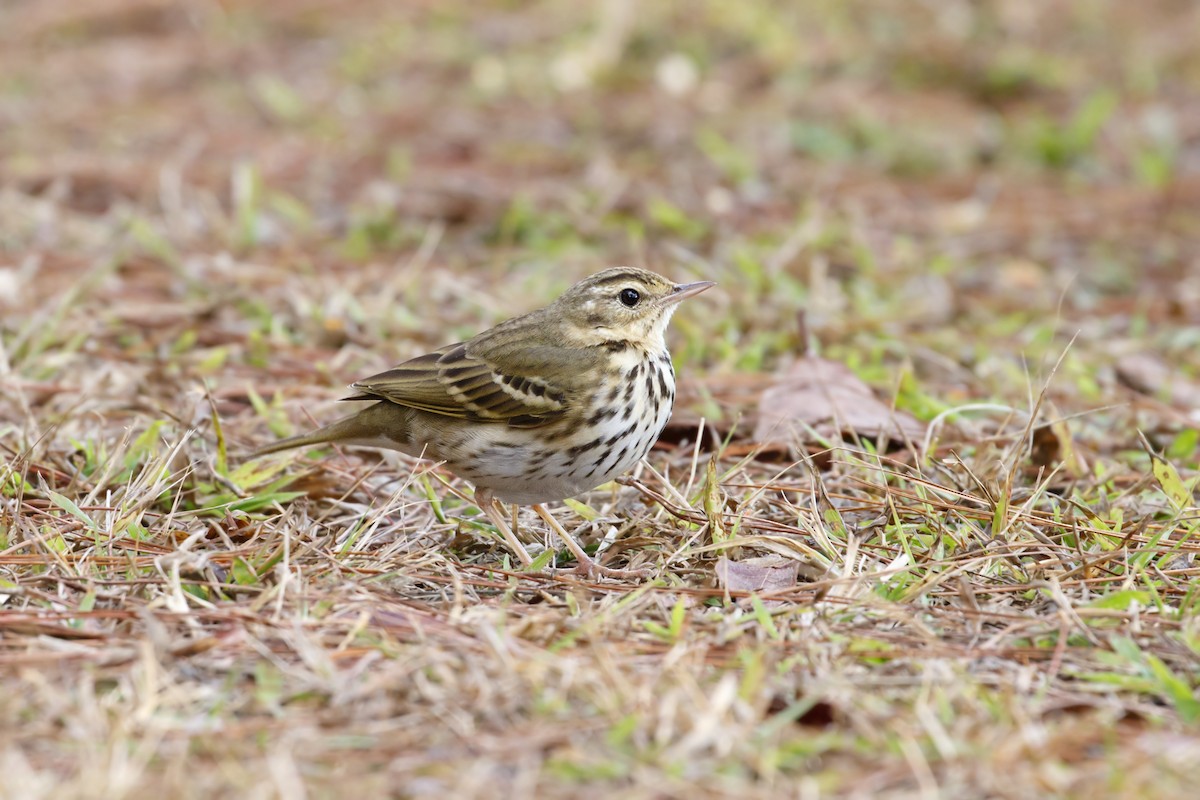 Olive-backed Pipit - ML615232762