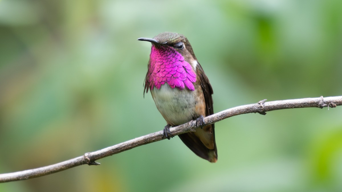 Wine-throated Hummingbird - ML615232764