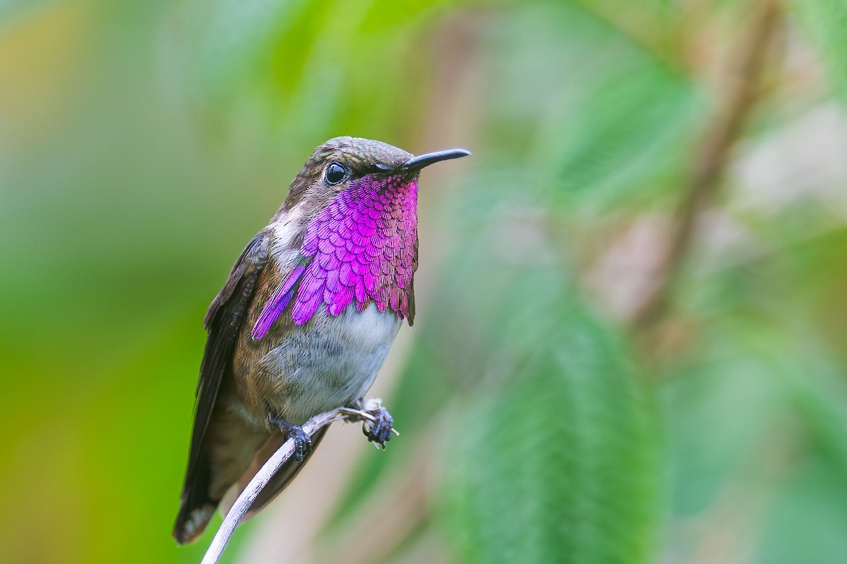 Wine-throated Hummingbird - Ryan Shean