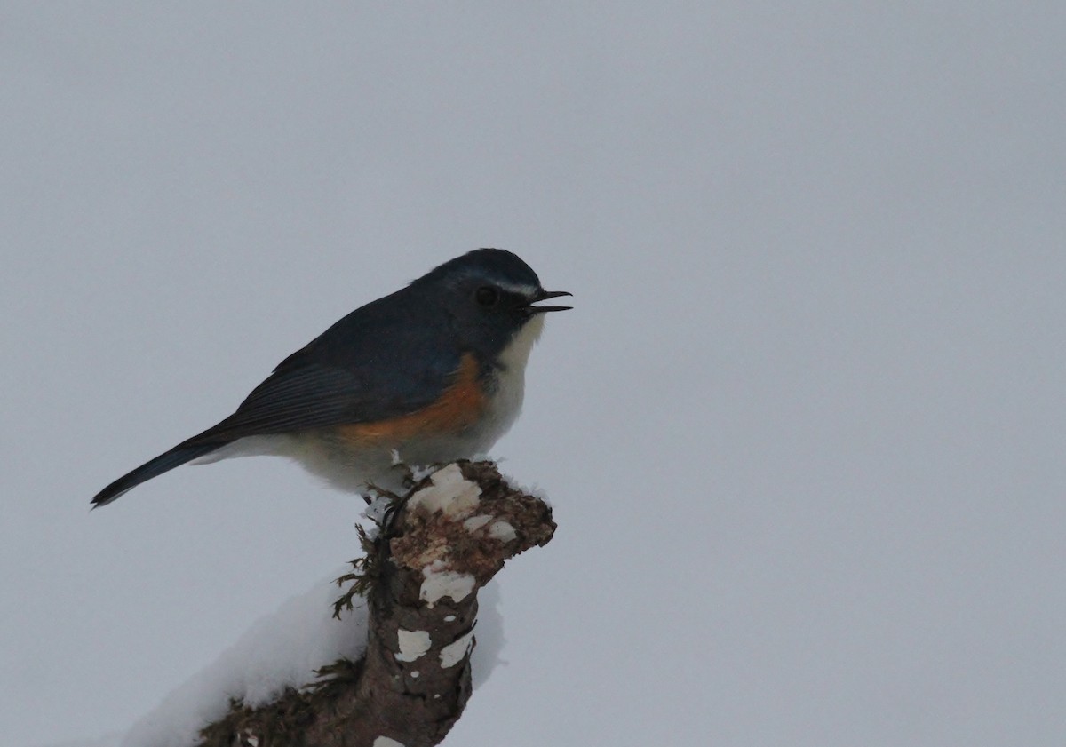 Red-flanked Bluetail - ML615232906