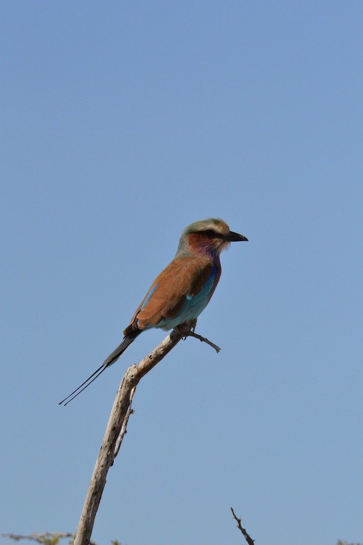 Lilac-breasted Roller - ML615232990