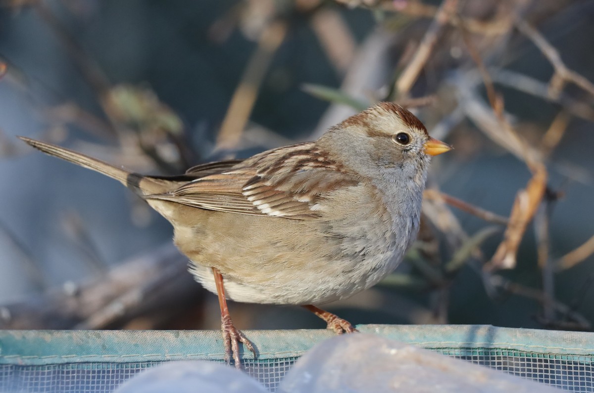 White-crowned Sparrow - ML615233266