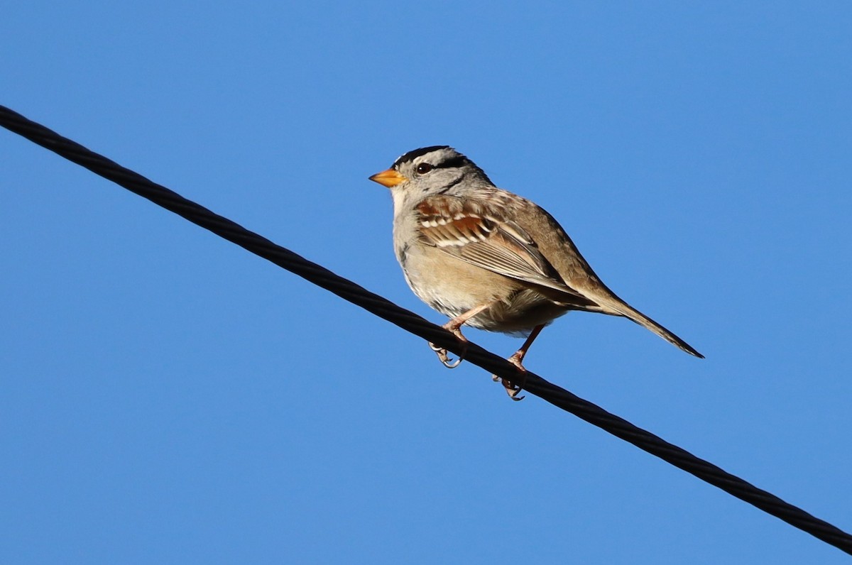 White-crowned Sparrow - ML615233268