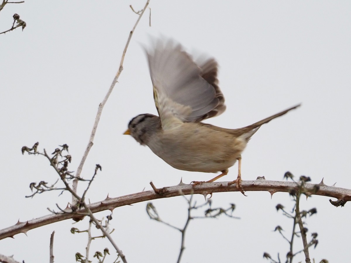 White-crowned Sparrow - ML615233307