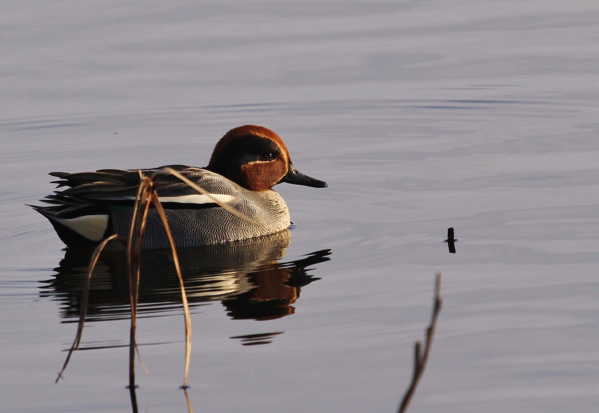 Green-winged Teal - ML615233333