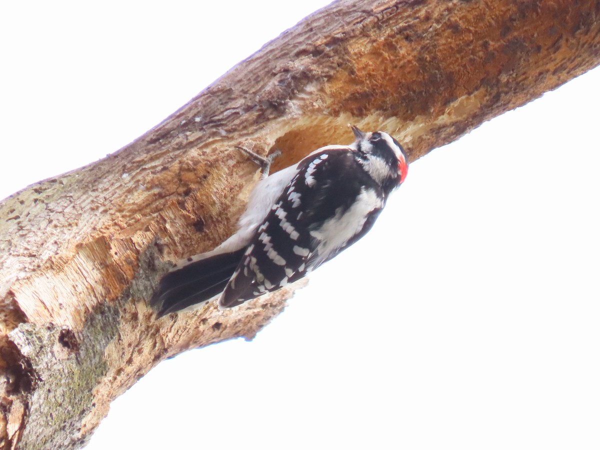 Downy Woodpecker - ML615233450