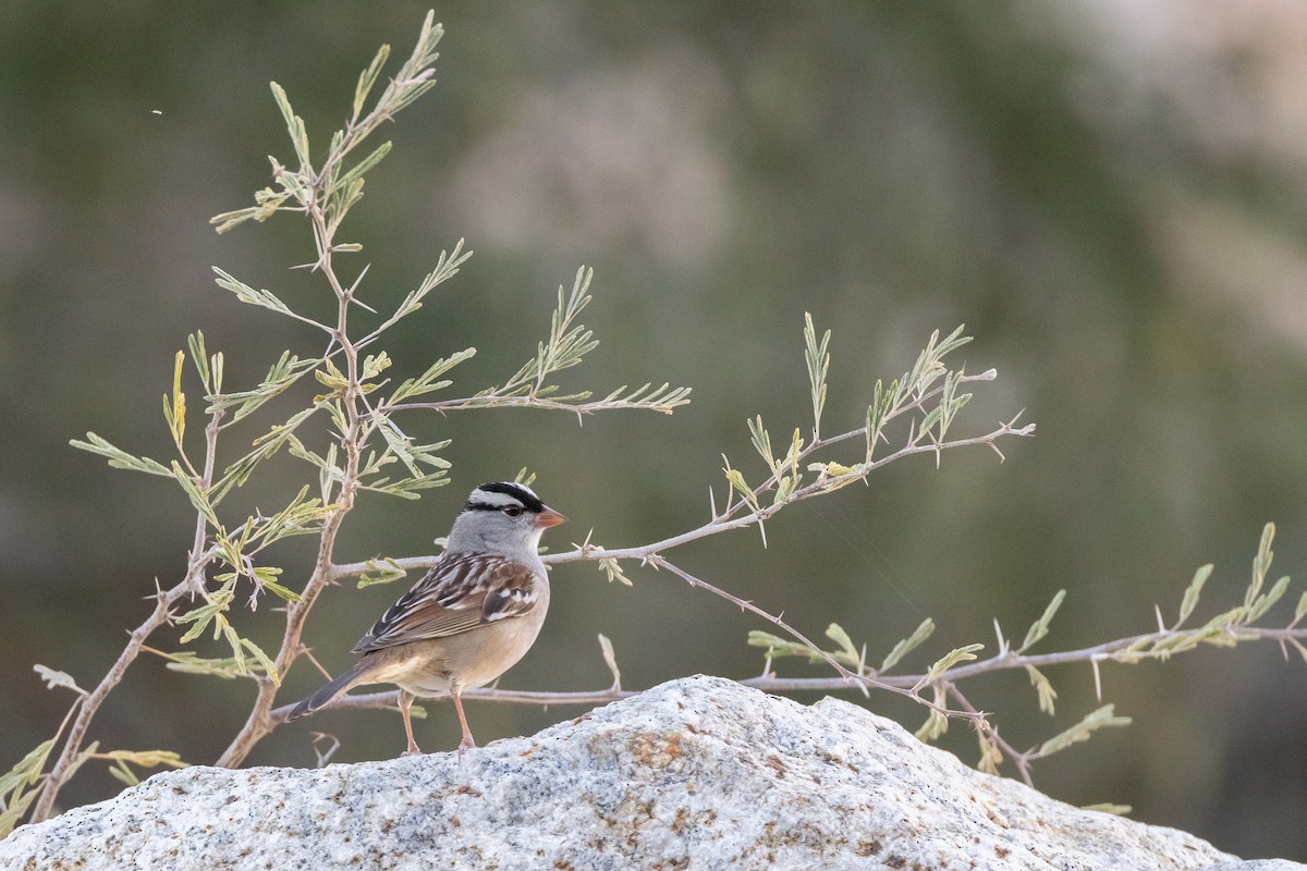 White-crowned Sparrow - ML615233548