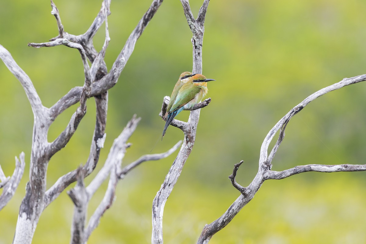 Rainbow Bee-eater - ML615233663